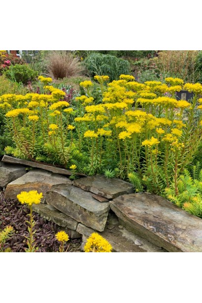 Очиток скельний Ангеліна цвітіння влітку